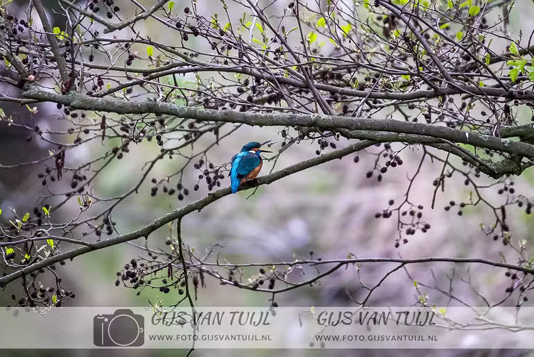 2020_04_03 Vogel rondje Rossum